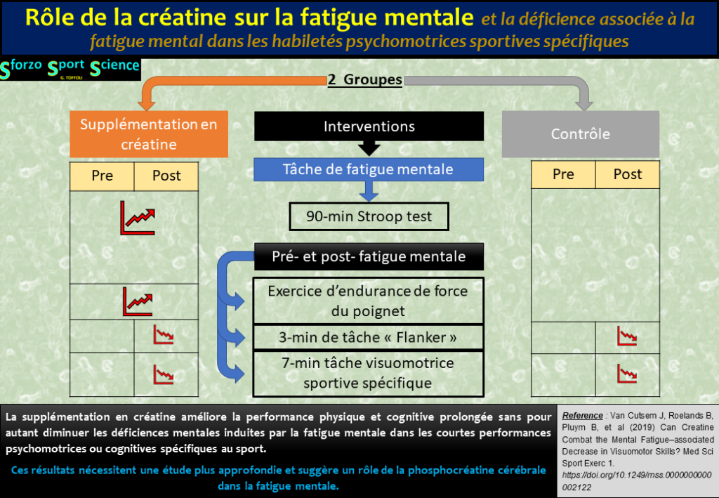 Role De La Creatine Sur La Fatigue Mentale Sforzo Sport Science