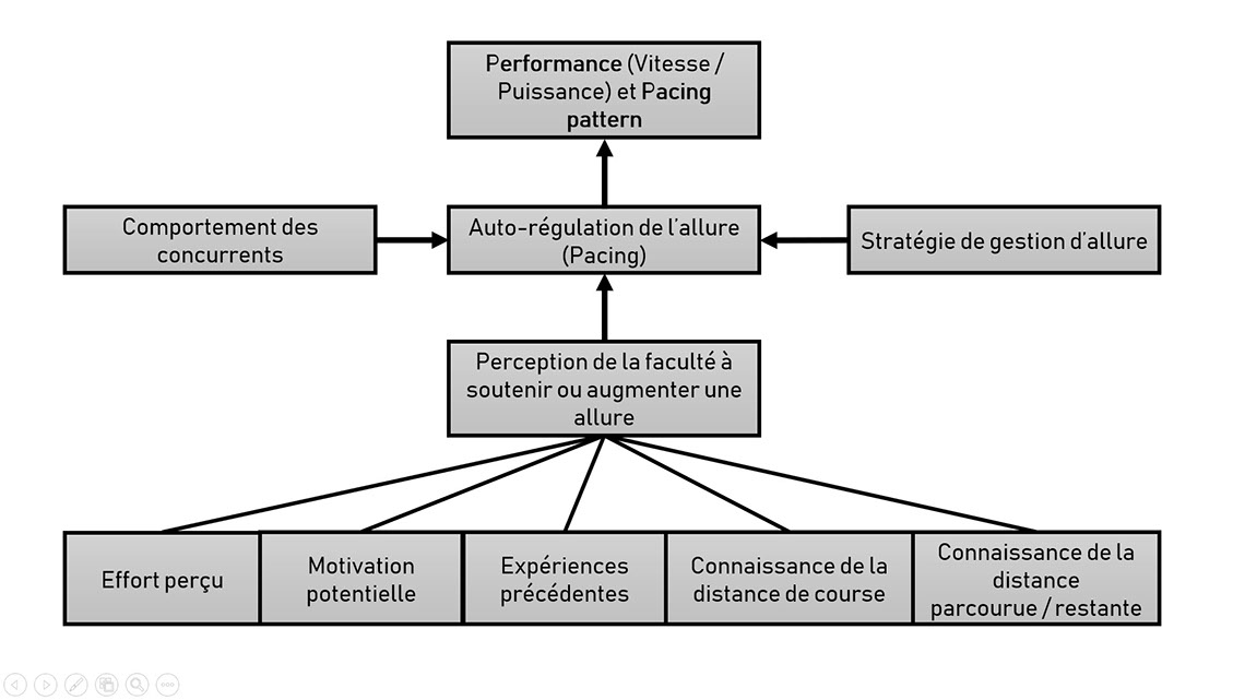 Déterminants de la performance d’endurance Sforzo Sport Science